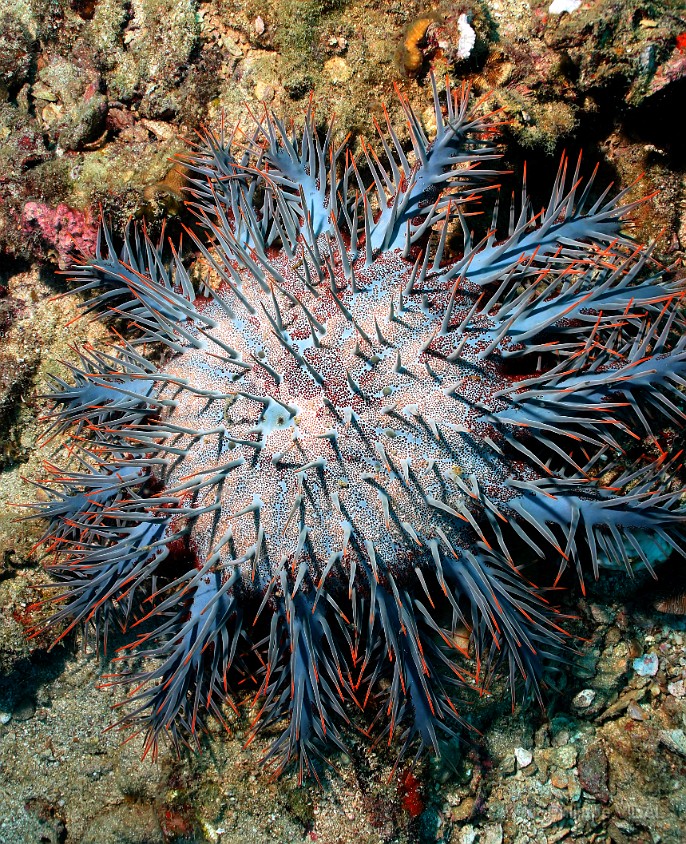 Thailand 2015 - Ko Tao - Acanthaster - Acanthaster planci _IMG_3676_rc.jpg